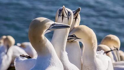 开云官方网页登录-皇马引援不断，力求在欧冠中再创辉煌