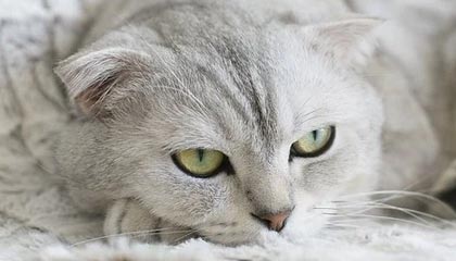 kaiyun中国官方网站-扎马莱克与阿尔阿赫利体育俱乐部达成合作协议，阿扎尔合同