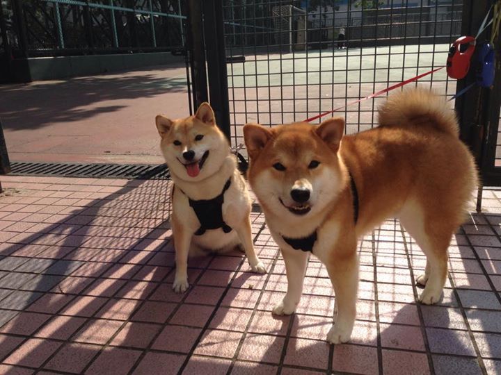 【战术调整】水手队如何应对连败的压力,水手水手