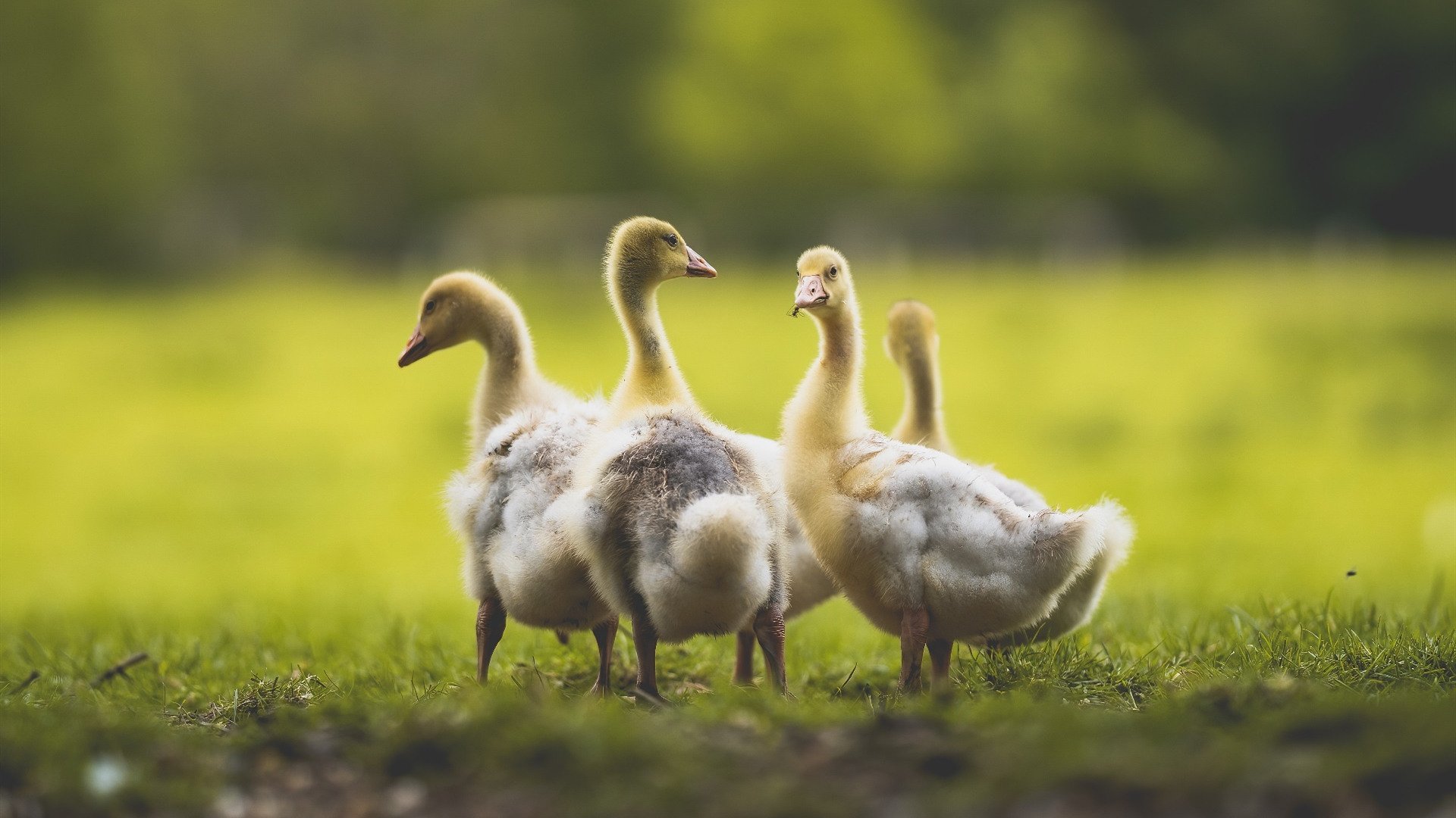 中国男足在巴黎奥运会比赛中以3-0击败几内亚,奥运会足球赛中国男足