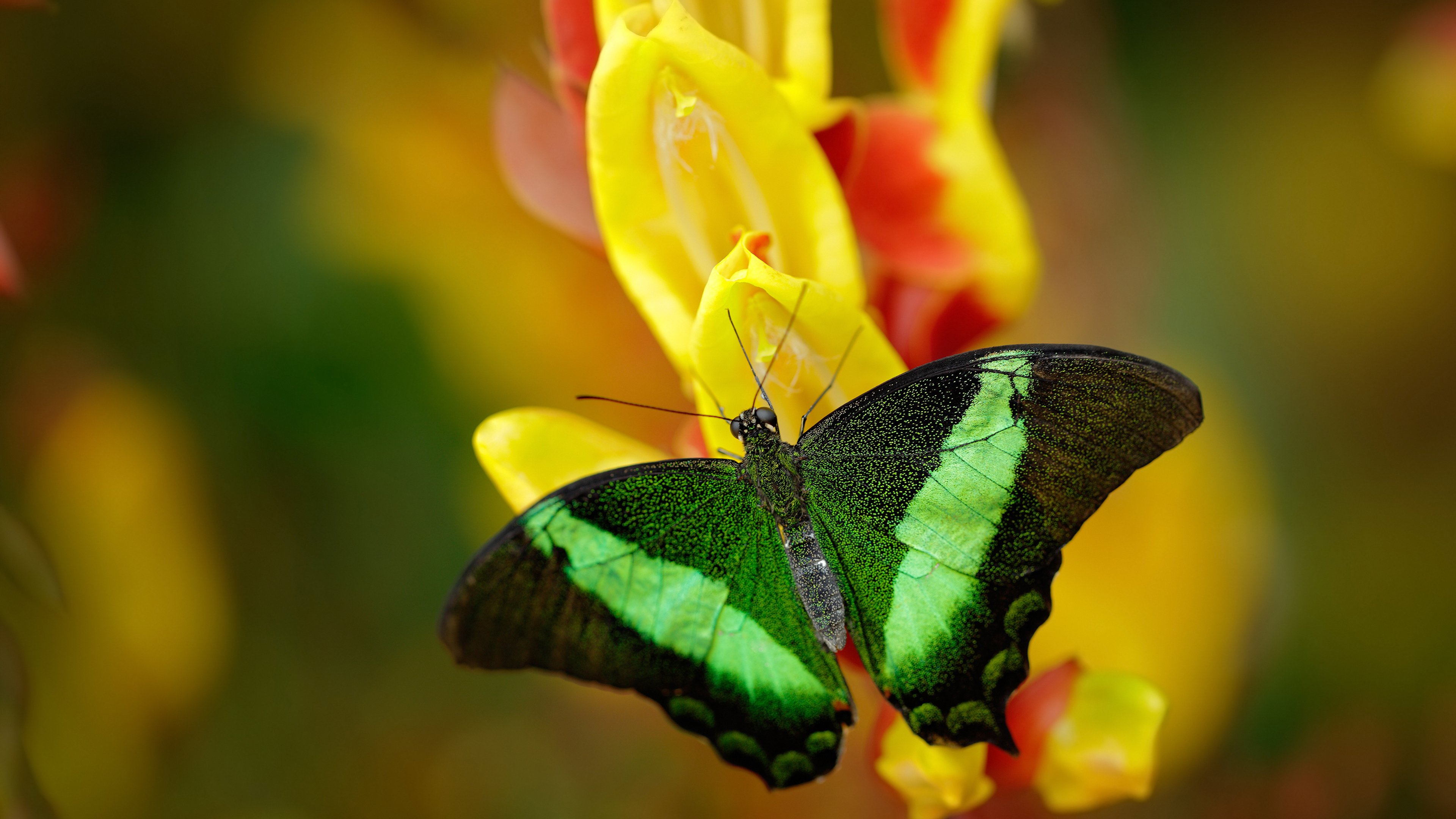 开云官方网页登录-中国篮球运动员海外征战，展现本土实力，中国篮球运动员在国外打球的有