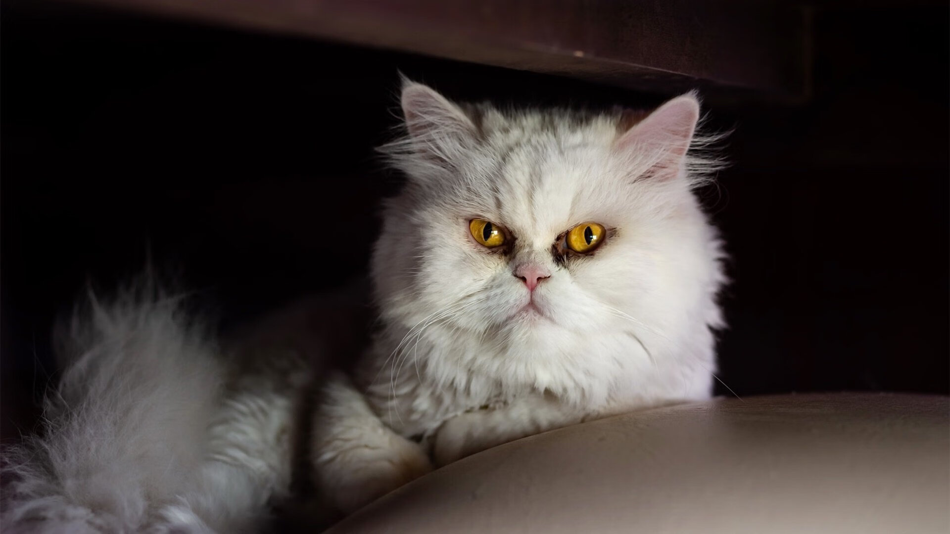 伊朗队在巴黎奥运会比赛中多次利用边路进攻,伊朗参加奥运会