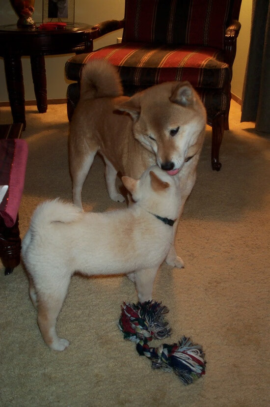 创新科技引领:虚拟现实助力球员训练新模式,虚拟现实运动