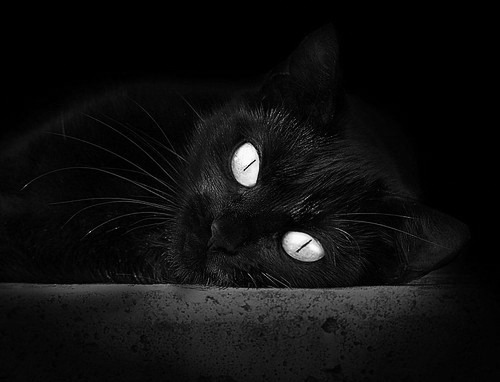 塞内加尔马术协会与亚洲马术协会建立合作关系,推动区域发展。