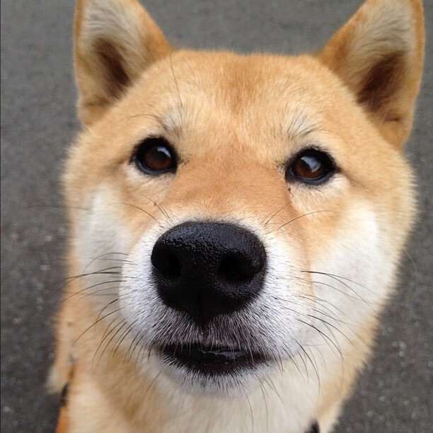 安德烈斯·特米尼奥和埃莉亚·卡纳莱斯在欧洲锦标赛中打破西班牙反曲弓混合团体纪录