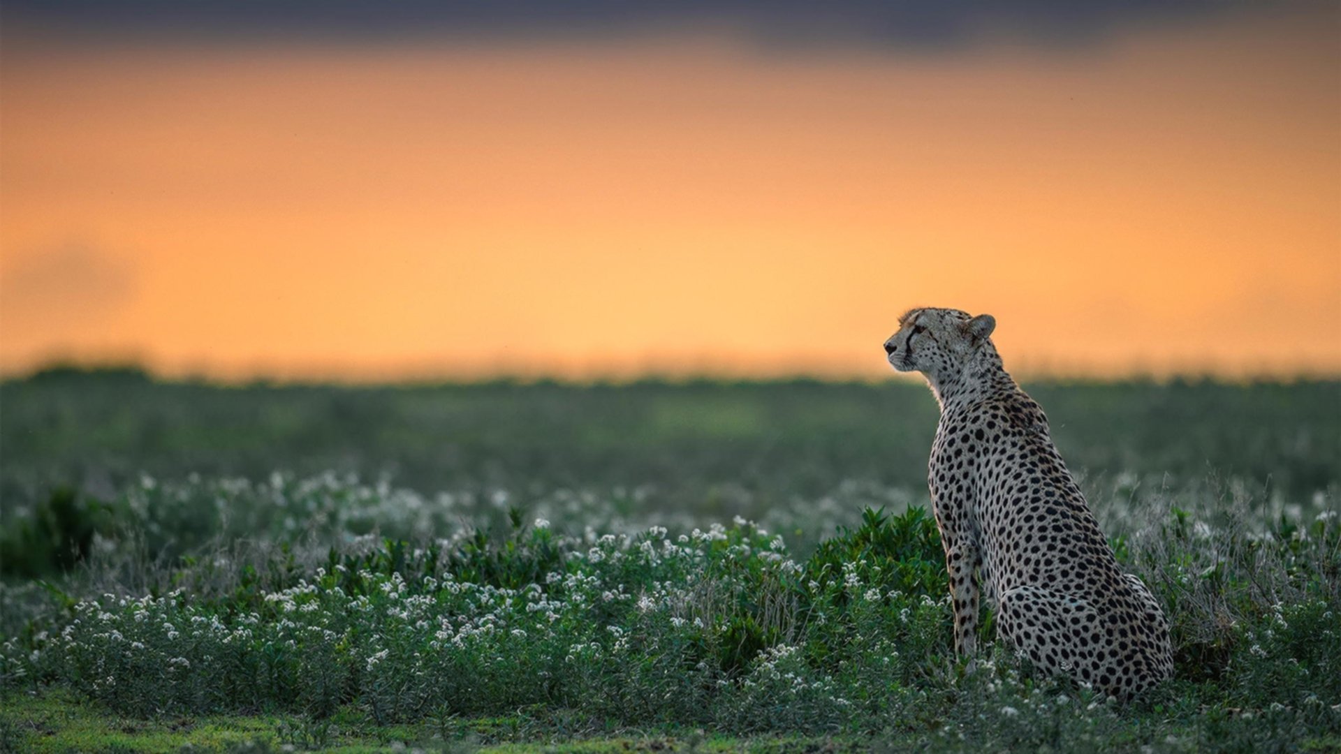 意甲球员健康状况持续改善,比赛水平提升,意甲 球员