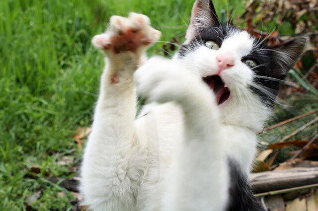 武术锦标赛:传统技艺在现代赛场绽放光芒,传统武术精英赛