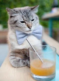 点滴回忆：从菜鸟到超级巨星的成长故事