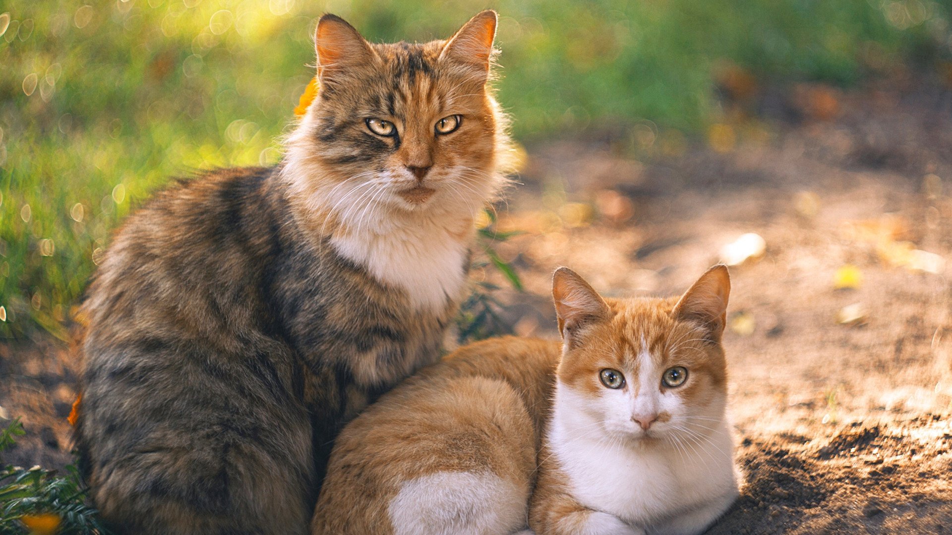 绝杀奇兵:那些让你心跳加速的最后一秒投篮,最后一秒绝杀篮球
