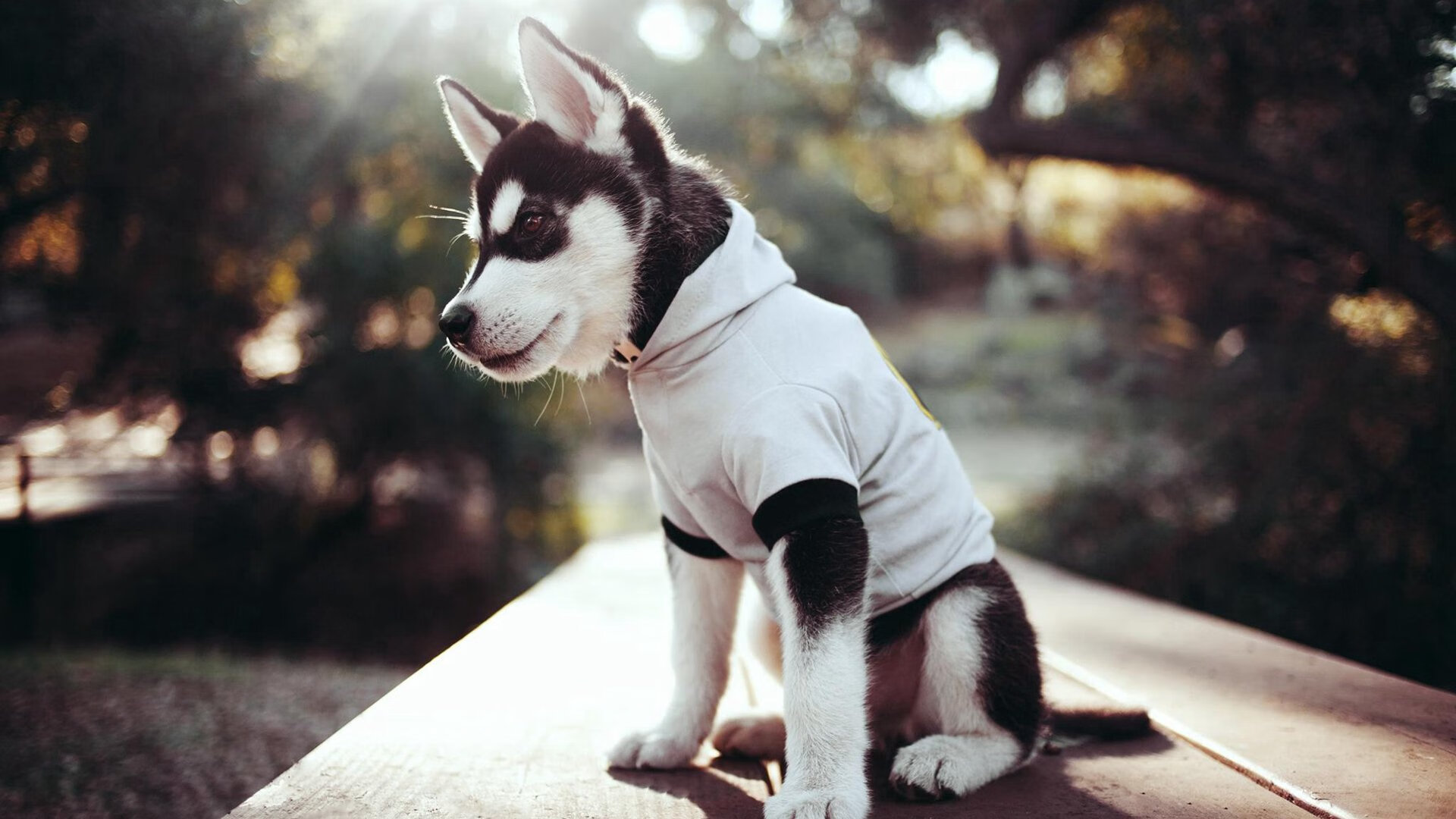 CBA球队比赛战术执行力提升,cba球队比赛战术执行力提升方法