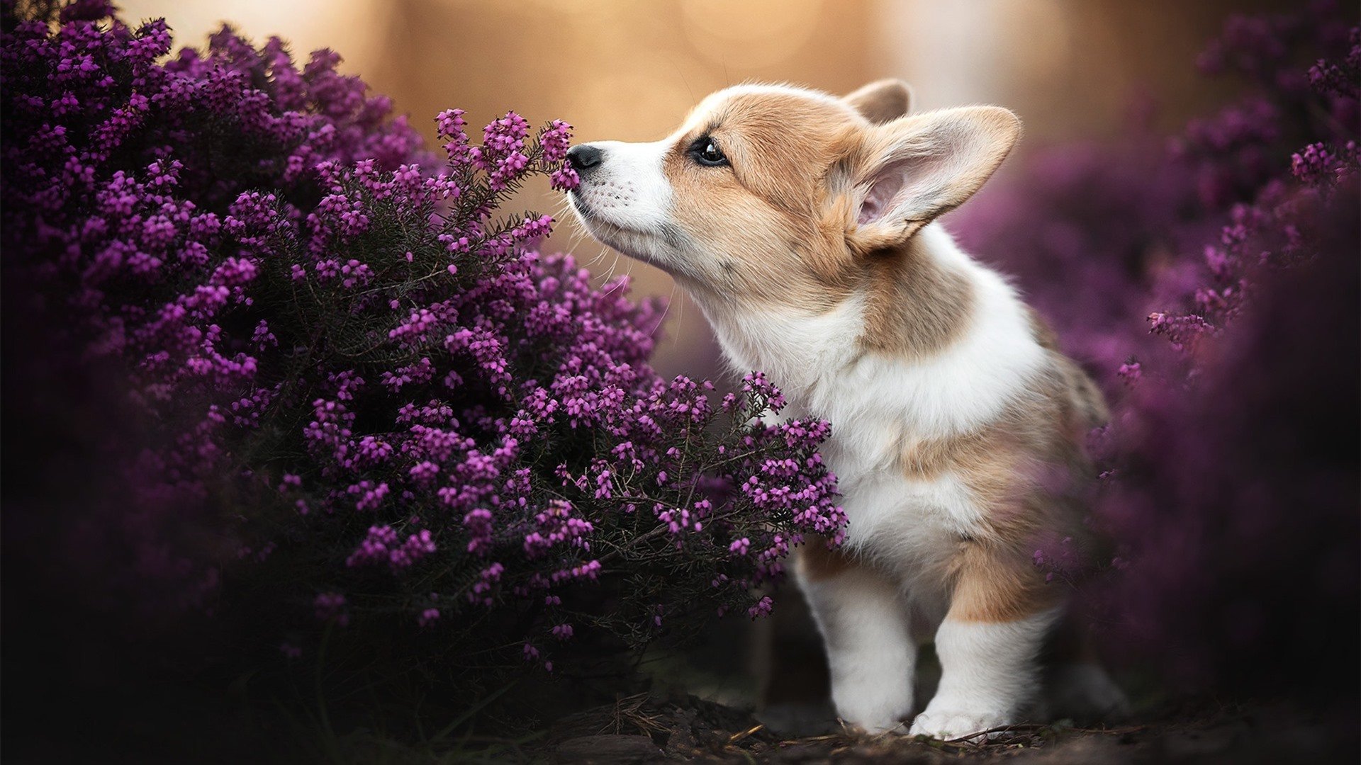 CBA常规赛广厦不敌辽宁,胡金秋空砍32分,cba广厦队胡金秋