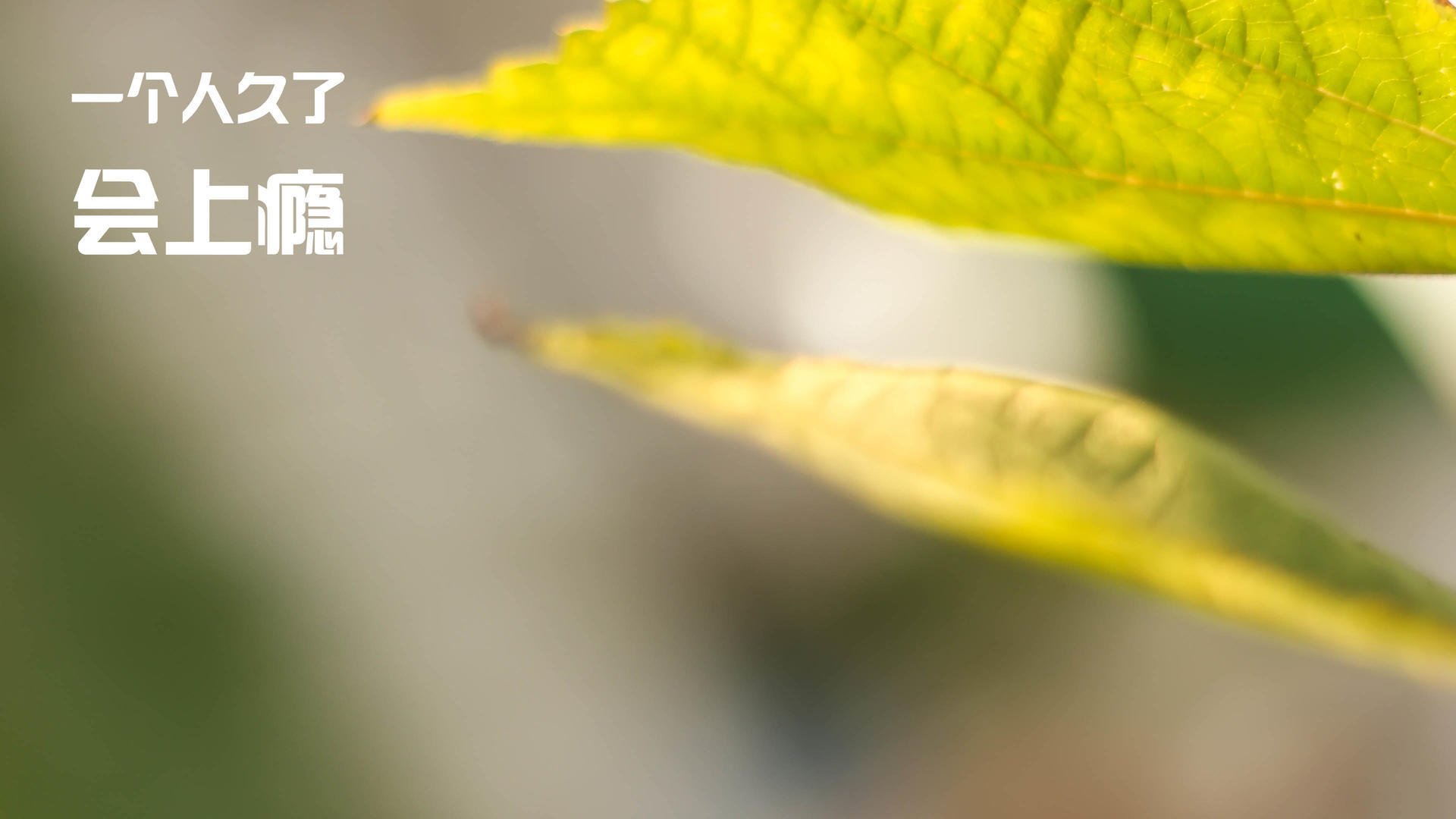 KPL新版本适应性分析，kpl版本变化