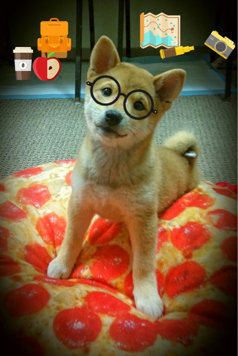 开云中国大陆-世界男子水球锦标赛，意大利夺冠中国小组出局，男子水球世界杯