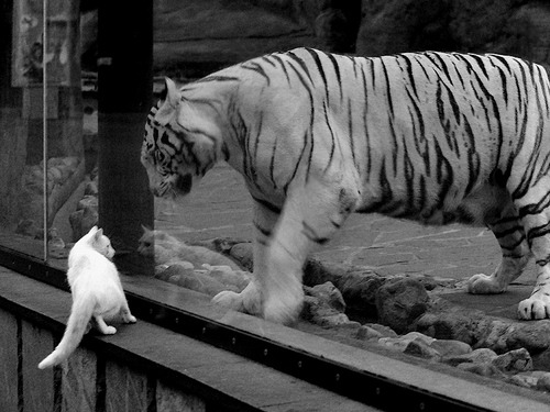 kaiyun网站-亚足联女子足球锦标赛即将在泰国举行，亚足联女子足球锦标赛即将在泰国举行英文
