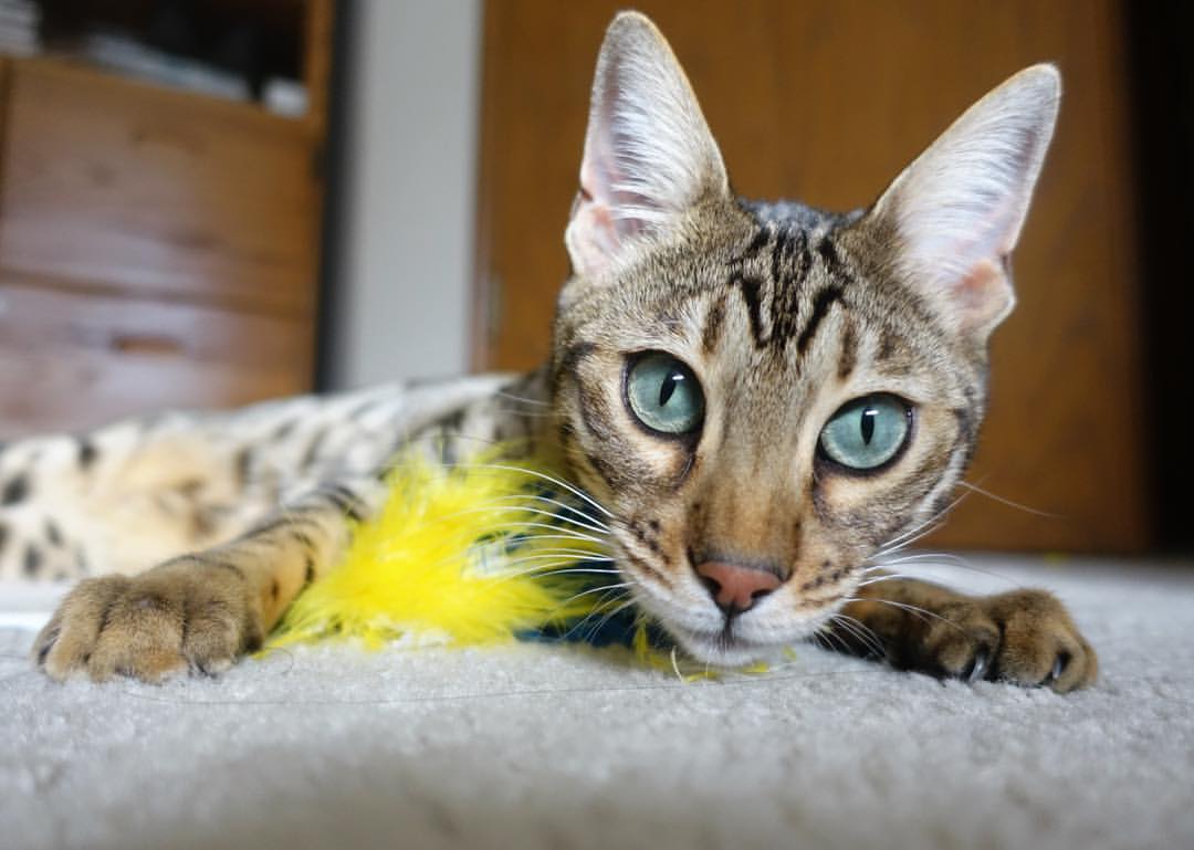 亚眠客场力克图卢兹,取得三连胜,亚眠对敦刻尔克赛事分析