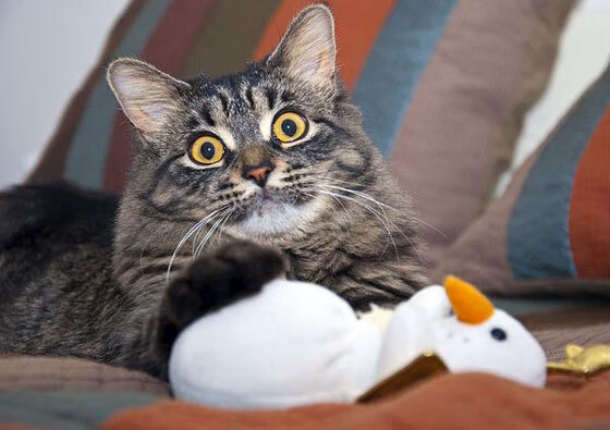 乌迪内斯主场取得-胜利，主力中锋创造帽子戏法，乌迪内斯转会