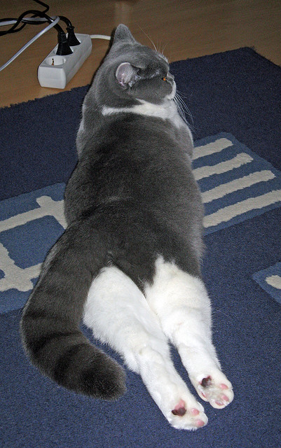 冰火两重天:公牛与勇士的较量备受瞩目,公牛和勇士